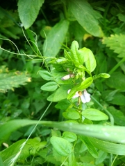 Vicia sepium