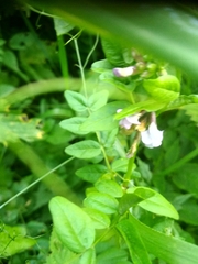 Vicia sepium