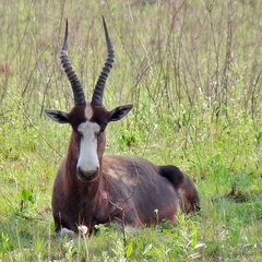 Damaliscus pygargus phillipsi