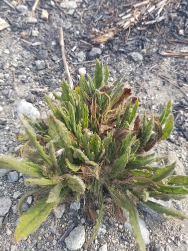 photo of California Cudweed (Pseudognaphalium californicum)