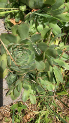 Sempervivum tectorum