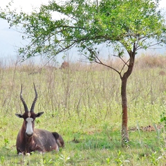 Damaliscus pygargus phillipsi