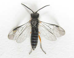 Dolerus vestigialis