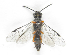 Dolerus vestigialis