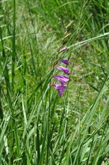 Gladiolus imbricatus