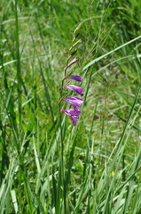Gladiolus imbricatus