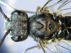 Dolerus vestigialis