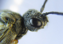 Dolerus vestigialis