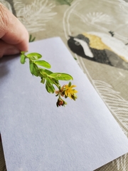 Hypericum ellipticum