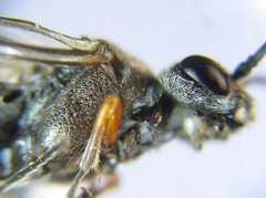 Dolerus vestigialis