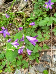 Campanula patula