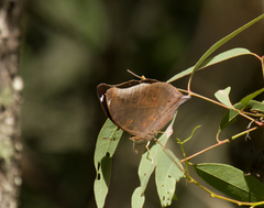 Doleschallia bisaltide australis
