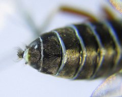 Dolerus vestigialis