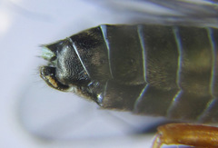 Dolerus vestigialis