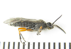 Dolerus vestigialis