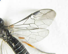 Dolerus vestigialis