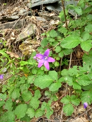 Campanula patula
