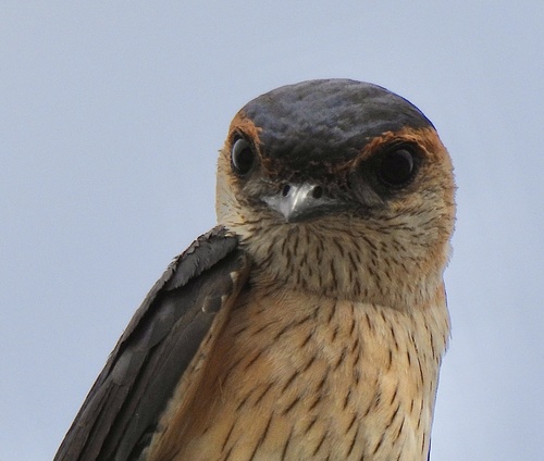 European Red-rumped Swallow