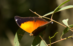 Doleschallia bisaltide australis