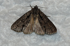 Acronicta hasta