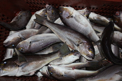 Caulolatilus affinis