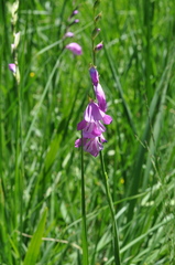 Gladiolus imbricatus
