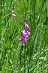 Gladiolus imbricatus