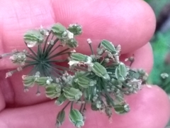 Laserpitium latifolium