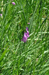 Gladiolus imbricatus