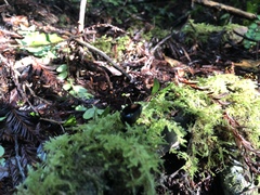 Pseudoplectania nigrella