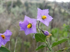 Solanum umbelliferum