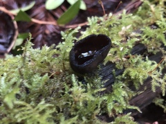 Pseudoplectania nigrella