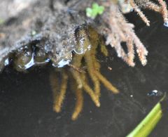 Ephydatia fluviatilis