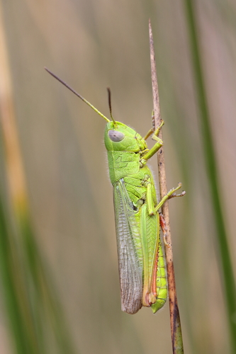 Chorthippus jucundus (Fischer, 1853)