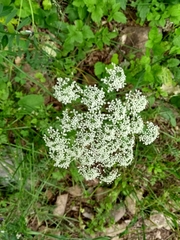 Laserpitium latifolium