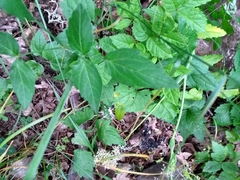 Laserpitium latifolium