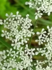 Laserpitium latifolium