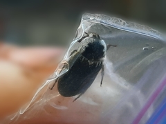 Dermestes frischii