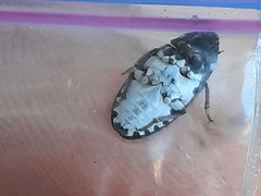 Dermestes frischii