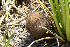 Echinomastus durangensis