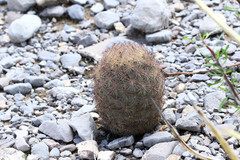 Echinomastus durangensis