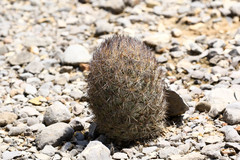 Echinomastus durangensis