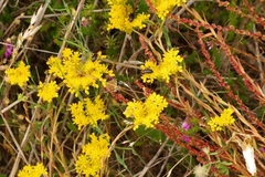 Petrosedum forsterianum