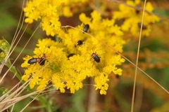 Petrosedum forsterianum