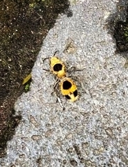 Dasymutilla cressoni