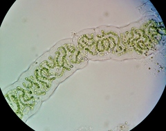 Nostocaceae