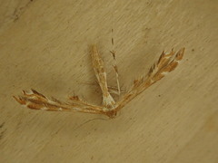 Oxyptilus delawaricus