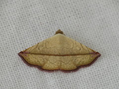 Eublemma perversicolor