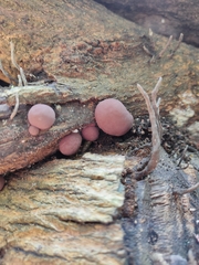 Daldinia concentrica