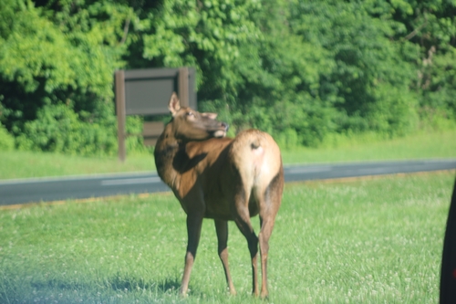 American Elk photographed in North Carolina